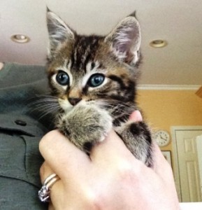 Tiny Kitten 