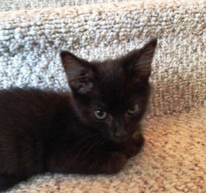 Black kitten on the stairs