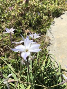 small white flower