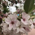 small cluster of cherry blossoms