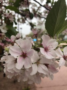 small cluster of cherry blossoms