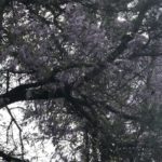 Cloudy day view of a tree draped in blooming wisteria.