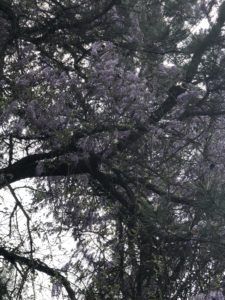 Cloudy day view of a tree draped in blooming wisteria.