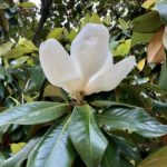 Close up of a magnolia blossom from underneath