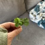 A hand holding two four leave clovers above a grey couch.