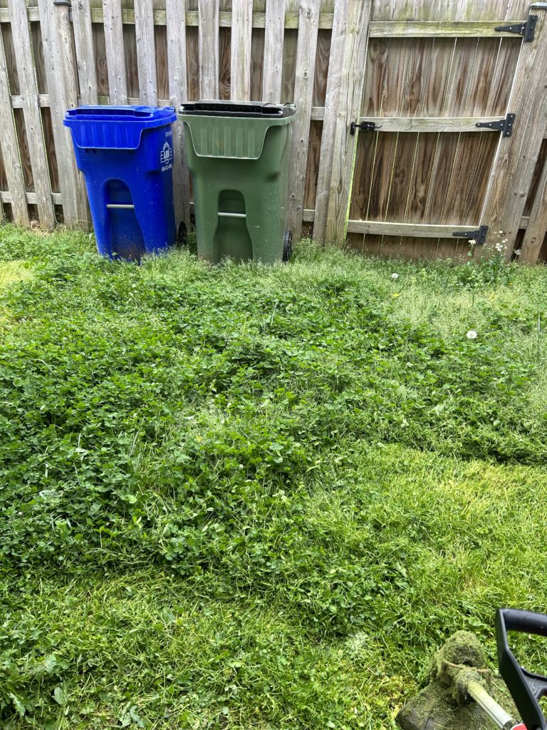 A small overgrown lawn with a pillowy patch of clover infront of a large garbage and recycling bin.