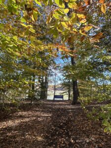 A blue bench a the end of a wooded trail. It looks out over water to the shore at the other side.