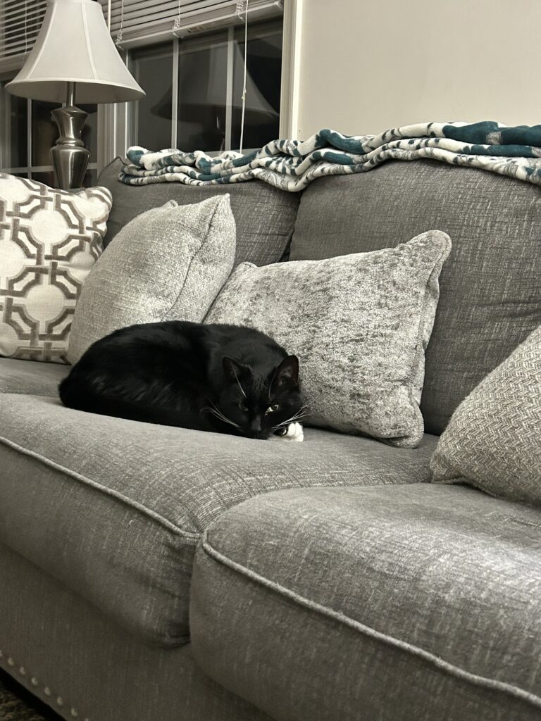 black cat on a grey couch, laying quietly, but eyeing the person behind the camera.